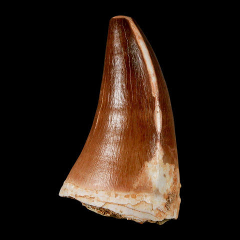 XL 2" Mosasaur Prognathodon Fossil Tooth Cretaceous Dinosaur Era COA & Stand - Fossil Age Minerals