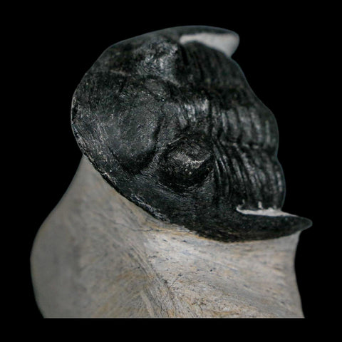 1.9" Metacanthina Issoumourensis Trilobite Fossil Devonian Age 400 Mil Yrs Old COA - Fossil Age Minerals
