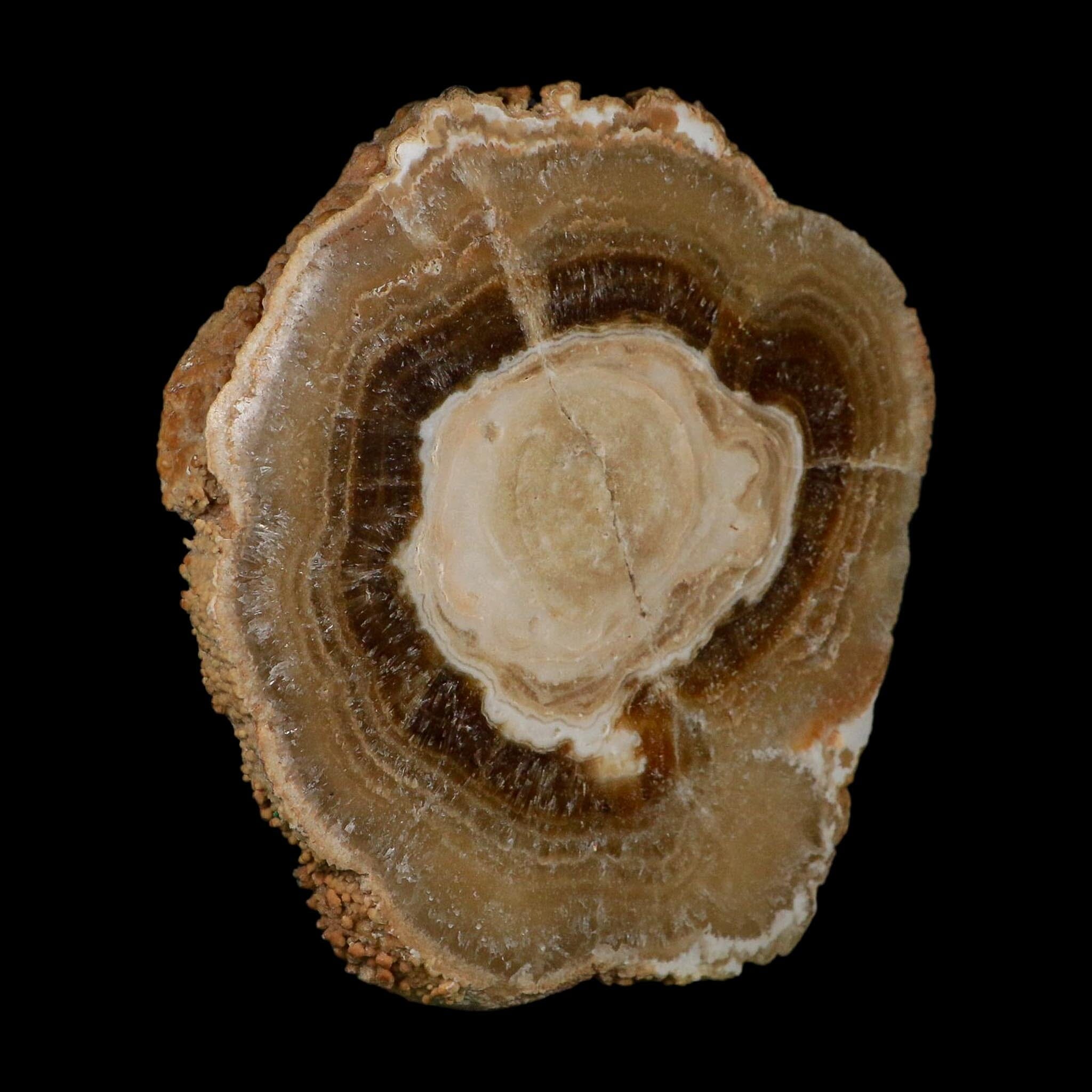 5.6" Aragonite Stalactite Slice Cave Calcite Crystal Mineral Specimen Morocco - Fossil Age Minerals
