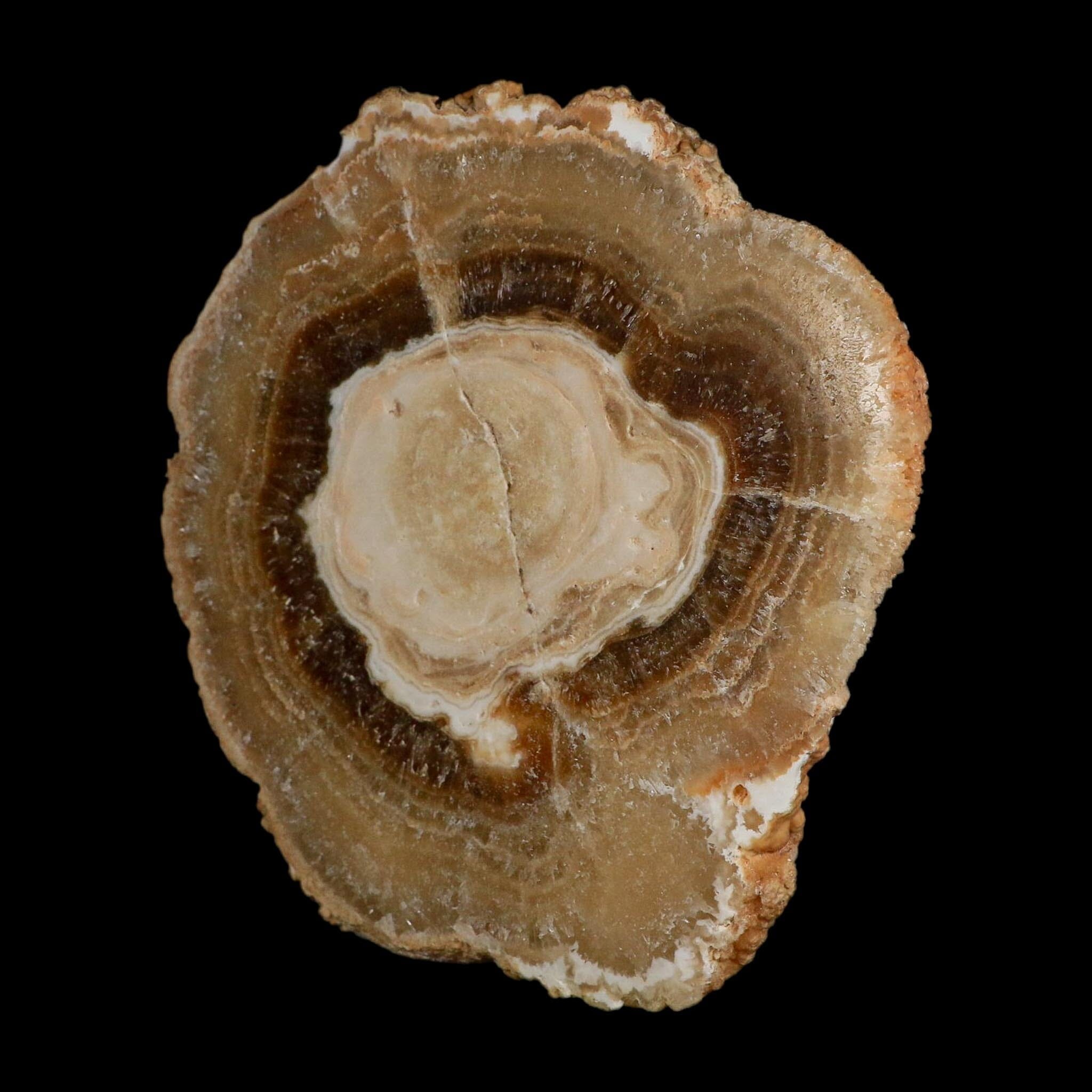 5.6" Aragonite Stalactite Slice Cave Calcite Crystal Mineral Specimen Morocco - Fossil Age Minerals