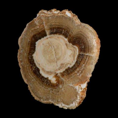 5.6" Aragonite Stalactite Slice Cave Calcite Crystal Mineral Specimen Morocco