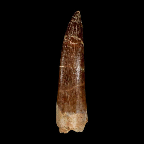 XL 2.4" Plesiosaur Zarafasaura Tooth Fossil Cretaceous Dinosaur Era COA, Stand - Fossil Age Minerals