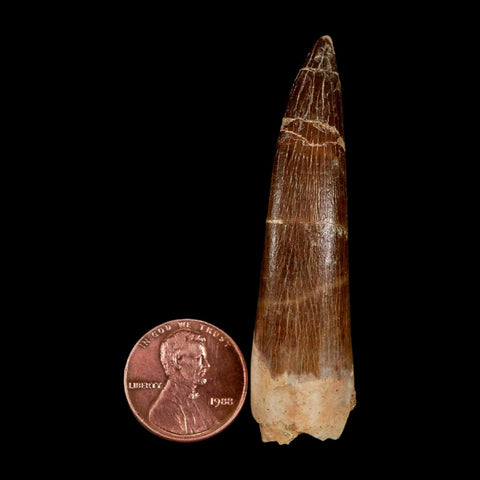 XL 2.4" Plesiosaur Zarafasaura Tooth Fossil Cretaceous Dinosaur Era COA, Stand - Fossil Age Minerals