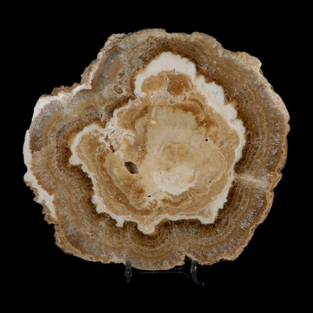 6.2" Aragonite Stalactite Slice Cave Calcite Crystal Mineral Specimen Morocco