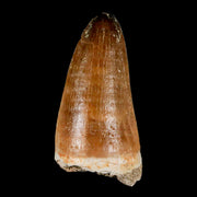 XL 2.2" Mosasaur Curri Fossil Tooth Cretaceous Dinosaur Era COA, Stand