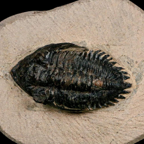 1.9" Minicryphaeus Minimus Trilobite Fossil Devonian Age Morocco Arthropod COA - Fossil Age Minerals