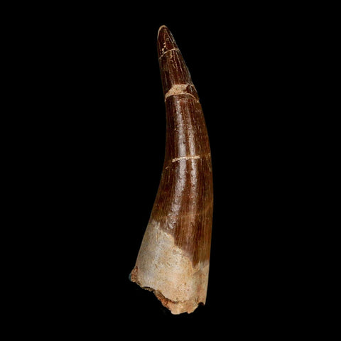 XL 2.4" Plesiosaur Zarafasaura Tooth Fossil Cretaceous Dinosaur Era COA, Stand - Fossil Age Minerals