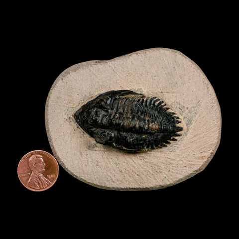 1.9" Minicryphaeus Minimus Trilobite Fossil Devonian Age Morocco Arthropod COA - Fossil Age Minerals