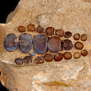1.9" Bony Fish Fossil Phacodus Punctatus Ray Finned Jaw Teeth In Matrix Morocco
