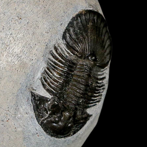 1.6" Scabriscutellum Trilobite Fossil Devonian Morocco 400 Million Years Old COA - Fossil Age Minerals