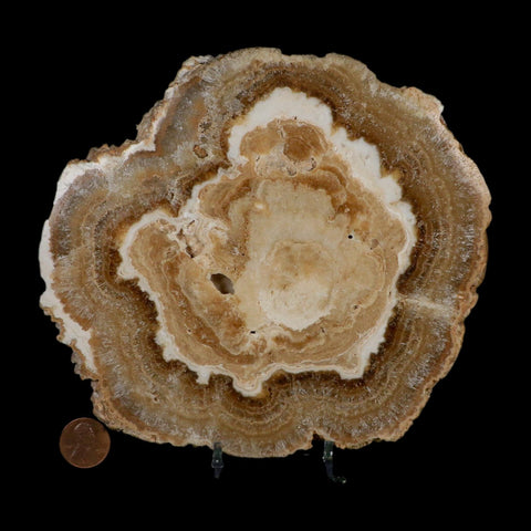 6.2" Aragonite Stalactite Slice Cave Calcite Crystal Mineral Specimen Morocco