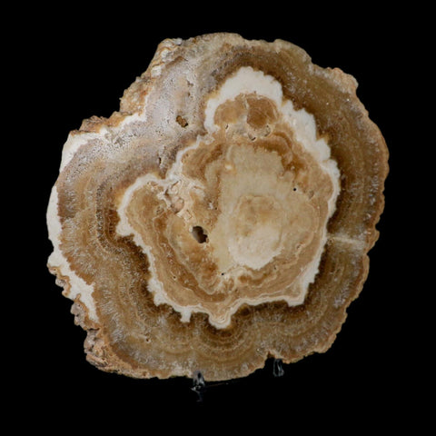 6.2" Aragonite Stalactite Slice Cave Calcite Crystal Mineral Specimen Morocco