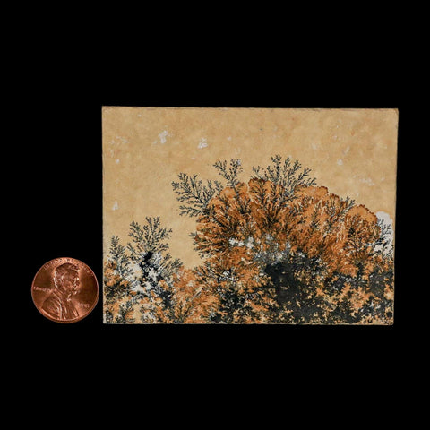 3.1" Pyrolusite Dendritic Limestone Solnhofen Upper Jurassic Age West Germany