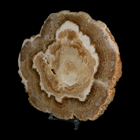 6.2" Aragonite Stalactite Slice Cave Calcite Crystal Mineral Specimen Morocco
