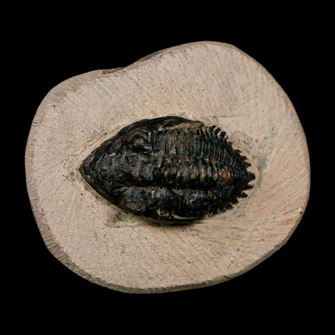 1.9" Minicryphaeus Minimus Trilobite Fossil Devonian Age Morocco Arthropod COA - Fossil Age Minerals