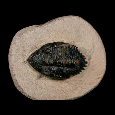 1.9" Minicryphaeus Minimus Trilobite Fossil Devonian Age Morocco Arthropod COA - Fossil Age Minerals