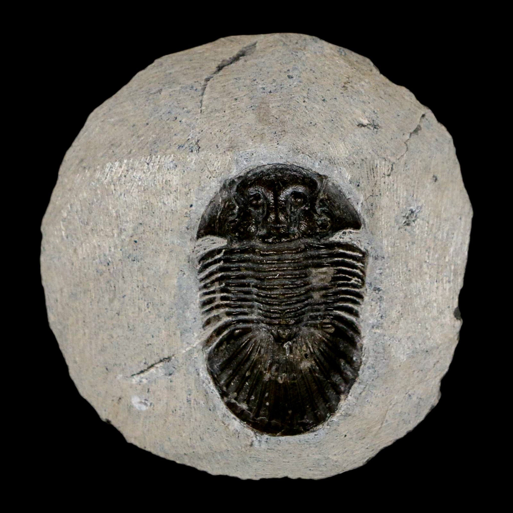 1.6" Scabriscutellum Trilobite Fossil Devonian Morocco 400 Million Years Old COA - Fossil Age Minerals