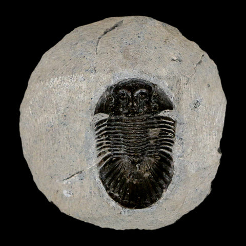 1.6" Scabriscutellum Trilobite Fossil Devonian Morocco 400 Million Years Old COA - Fossil Age Minerals