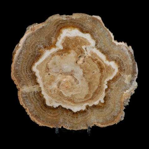 6.2" Aragonite Stalactite Slice Cave Calcite Crystal Mineral Specimen Morocco