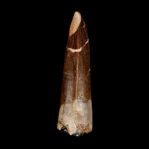 XL 2.4" Plesiosaur Zarafasaura Tooth Fossil Cretaceous Dinosaur Era COA, Stand - Fossil Age Minerals