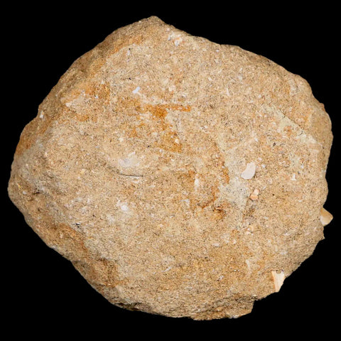 1.9" Bony Fish Fossil Phacodus Punctatus Ray Finned Jaw Teeth In Matrix Morocco - Fossil Age Minerals