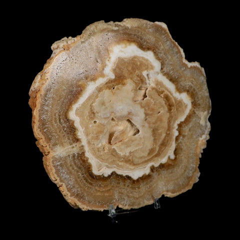 6.2" Aragonite Stalactite Slice Cave Calcite Crystal Mineral Specimen Morocco