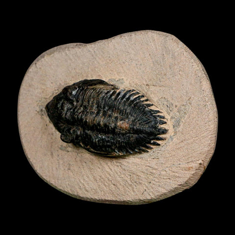 1.9" Minicryphaeus Minimus Trilobite Fossil Devonian Age Morocco Arthropod COA - Fossil Age Minerals