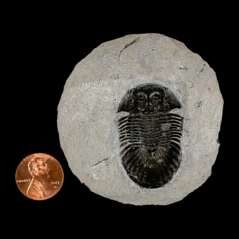 1.6" Scabriscutellum Trilobite Fossil Devonian Morocco 400 Million Years Old COA - Fossil Age Minerals