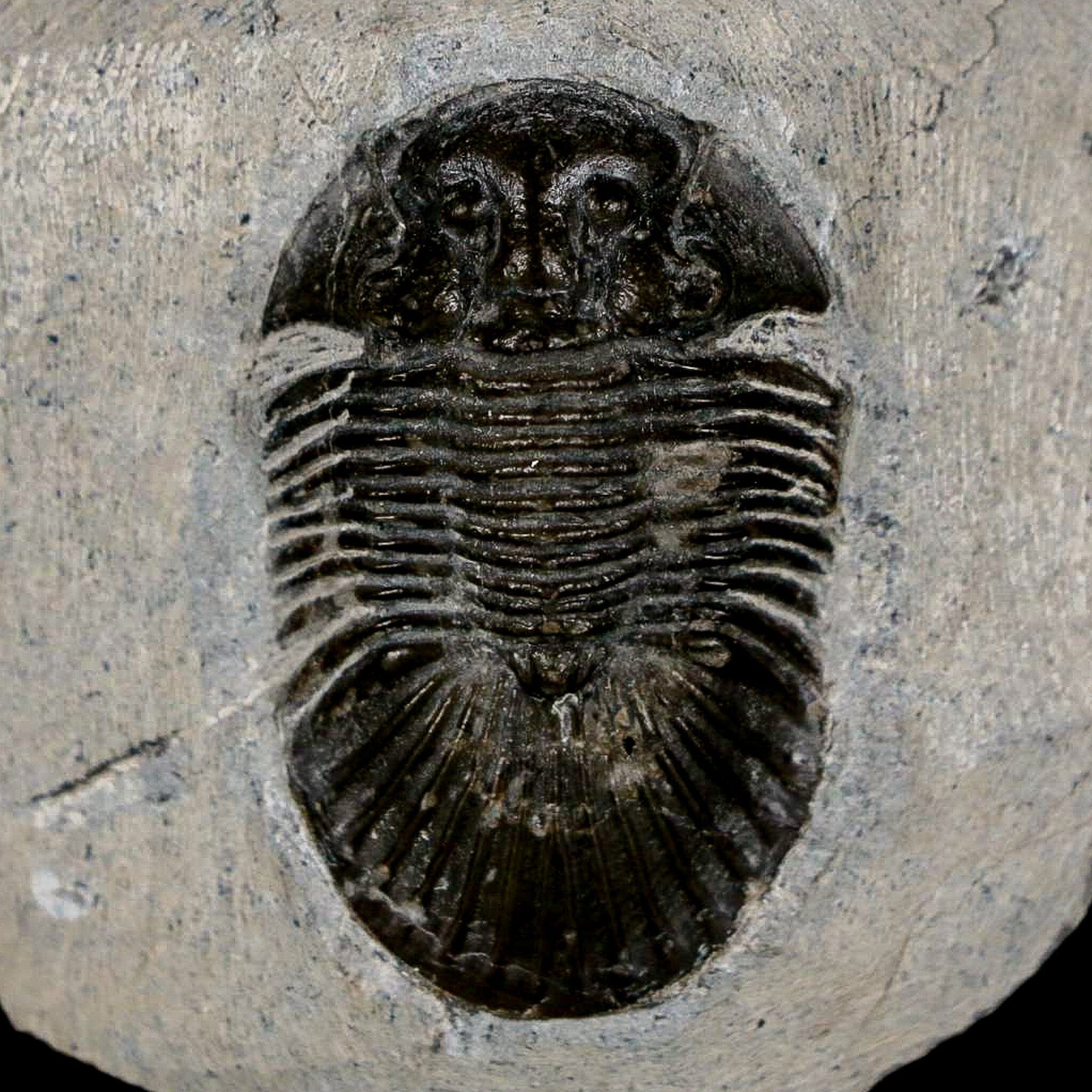 1.6" Scabriscutellum Trilobite Fossil Devonian Morocco 400 Million Years Old COA - Fossil Age Minerals