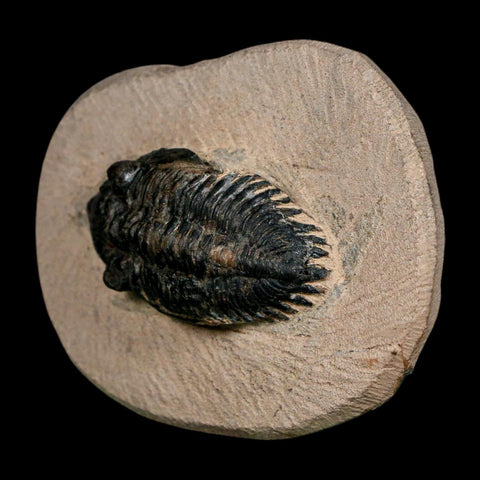 1.9" Minicryphaeus Minimus Trilobite Fossil Devonian Age Morocco Arthropod COA - Fossil Age Minerals