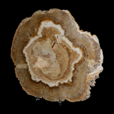 6.2" Aragonite Stalactite Slice Cave Calcite Crystal Mineral Specimen Morocco