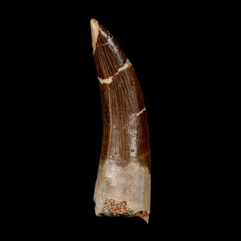 XL 2.4" Plesiosaur Zarafasaura Tooth Fossil Cretaceous Dinosaur Era COA, Stand - Fossil Age Minerals