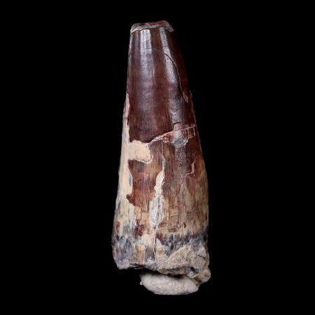 2.3" Sarcosuchus Imperator Crocodile Fossil Tooth Elrhaz FM Cretaceous Niger COA