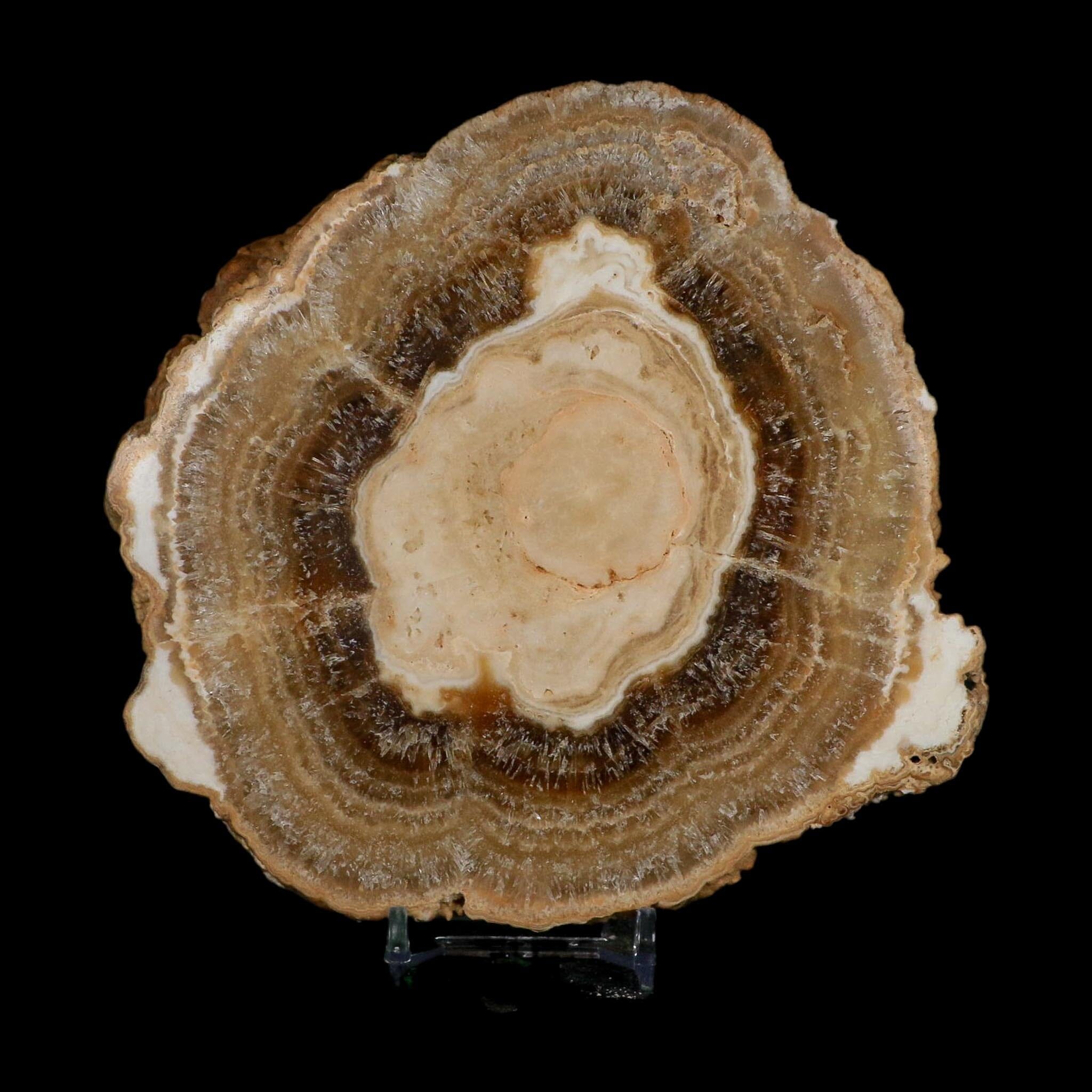 5.8" Aragonite Stalactite Slice Cave Calcite Crystal Mineral Specimen Morocco - Fossil Age Minerals