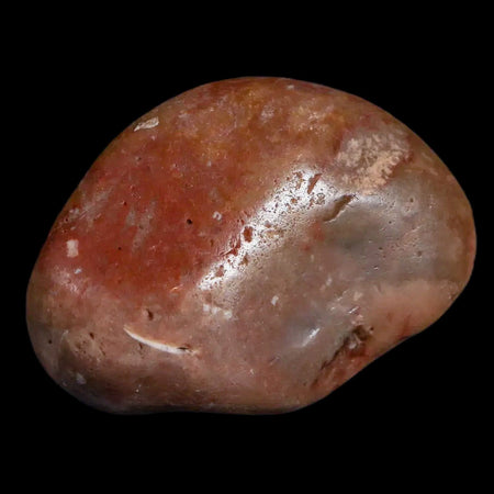 Gastrolites - Gastrolith Stomach Stones For Sale - Fossil Age Minerals