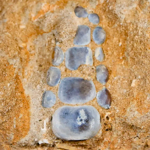 1.3" Bony Fish Fossil Phacodus Punctatus Ray Finned Jaw Teeth In Matrix Morocco - Fossil Age Minerals
