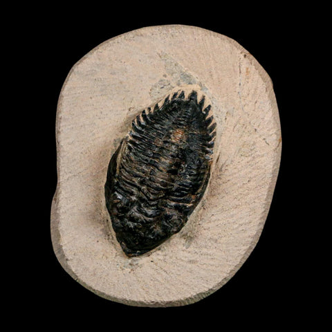 1.9" Minicryphaeus Minimus Trilobite Fossil Devonian Age Morocco Arthropod COA - Fossil Age Minerals