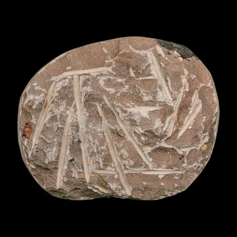 1.9" Minicryphaeus Minimus Trilobite Fossil Devonian Age Morocco Arthropod COA - Fossil Age Minerals