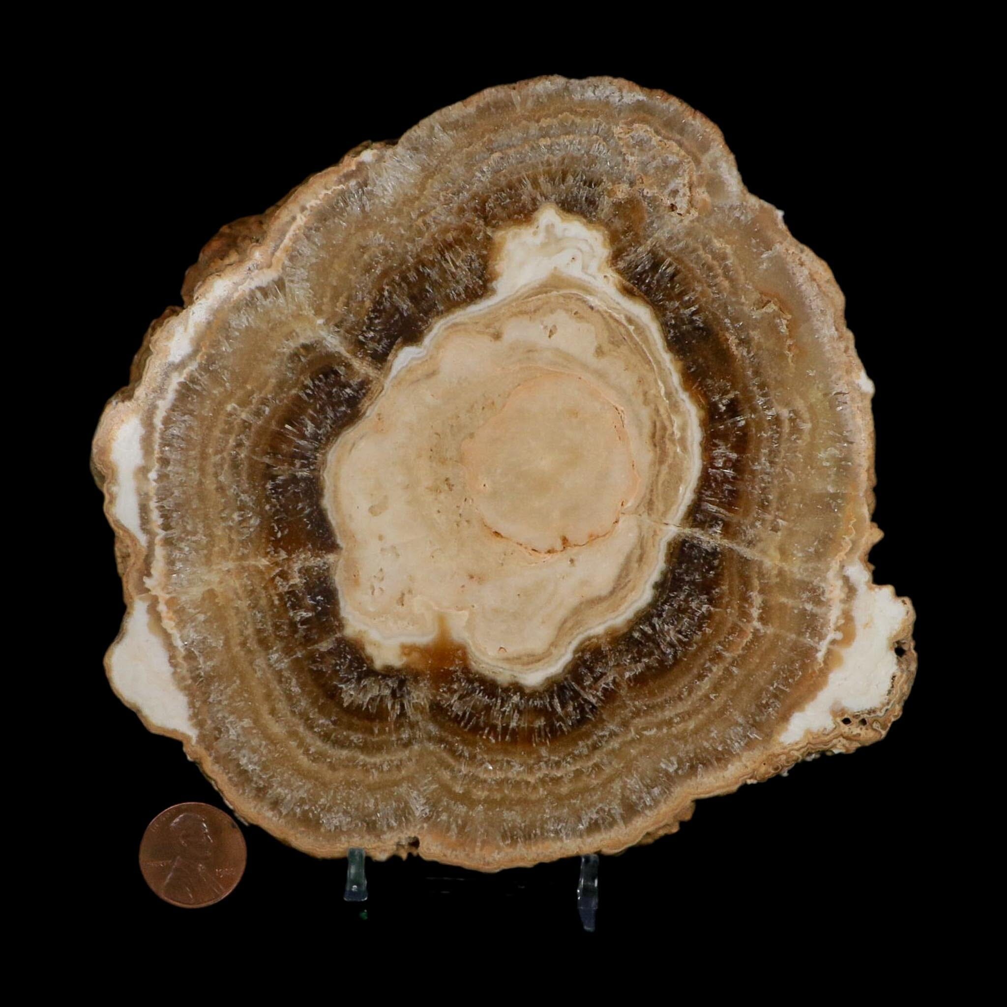 5.8" Aragonite Stalactite Slice Cave Calcite Crystal Mineral Specimen Morocco - Fossil Age Minerals