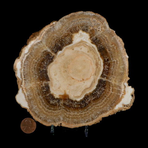5.8" Aragonite Stalactite Slice Cave Calcite Crystal Mineral Specimen Morocco
