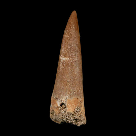 1.6" Plesiosaur Zarafasaura Tooth Fossil Cretaceous Dinosaur Era COA, Stand - Fossil Age Minerals