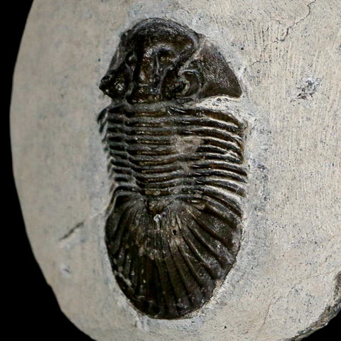 1.6" Scabriscutellum Trilobite Fossil Devonian Morocco 400 Million Years Old COA - Fossil Age Minerals