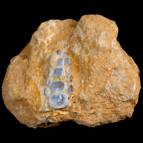 1.3" Bony Fish Fossil Phacodus Punctatus Ray Finned Jaw Teeth In Matrix Morocco - Fossil Age Minerals