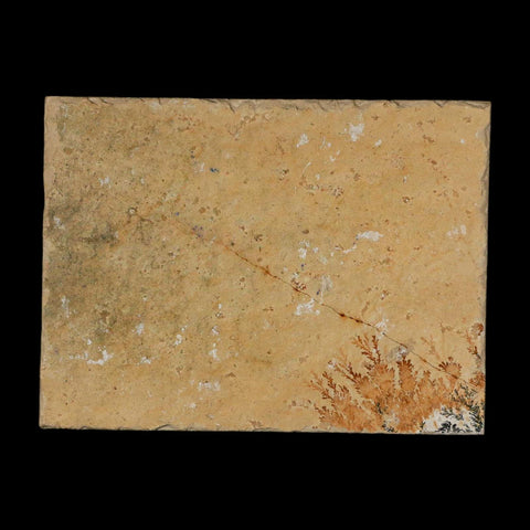 3.1" Pyrolusite Dendritic Limestone Solnhofen Upper Jurassic Age West Germany