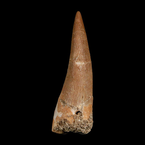 1.6" Plesiosaur Zarafasaura Tooth Fossil Cretaceous Dinosaur Era COA, Stand - Fossil Age Minerals