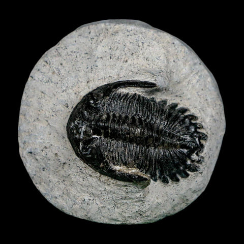 1.6" Metacanthina Issoumourensis Trilobite Fossil Devonian Age 400 Mil Yrs Old COA - Fossil Age Minerals