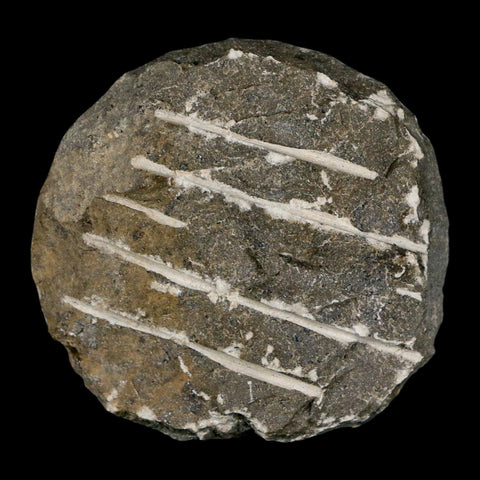 1.6" Scabriscutellum Trilobite Fossil Devonian Morocco 400 Million Years Old COA - Fossil Age Minerals