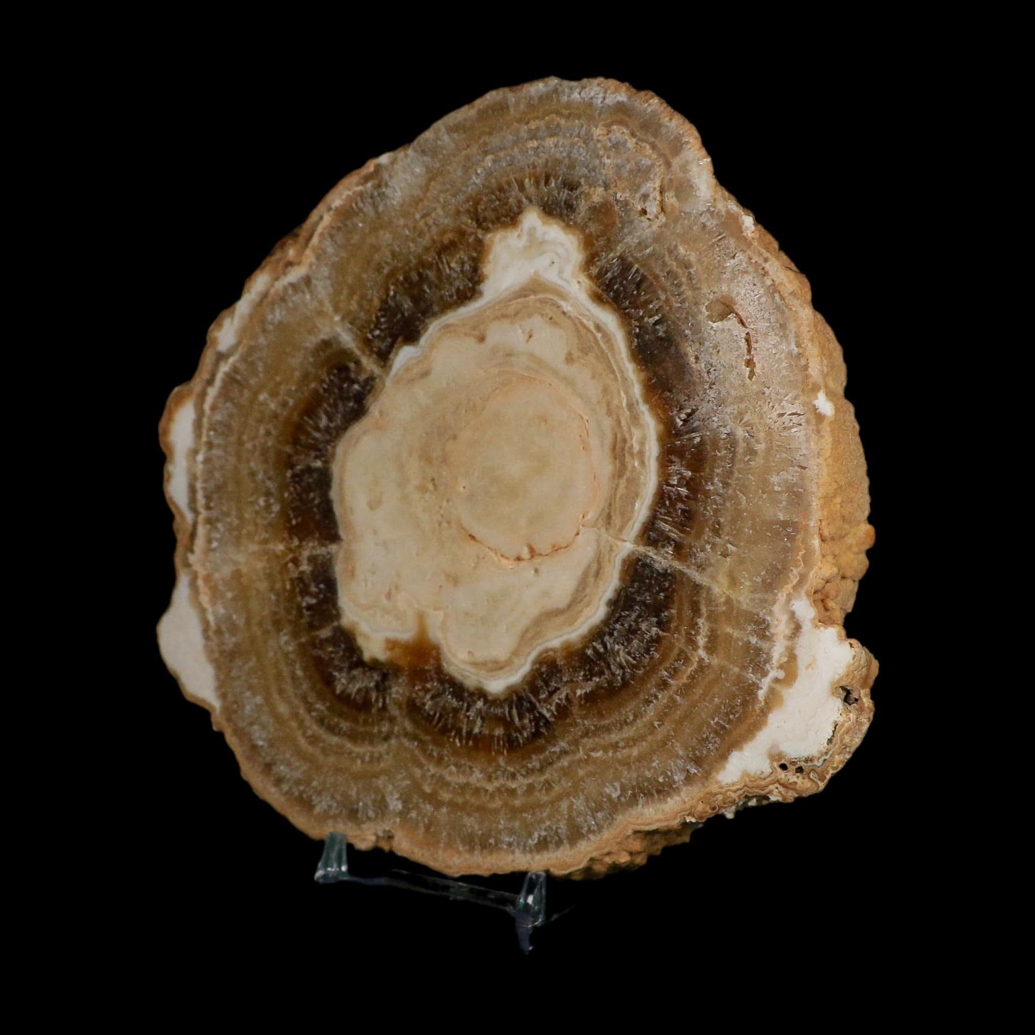 5.8" Aragonite Stalactite Slice Cave Calcite Crystal Mineral Specimen Morocco - Fossil Age Minerals