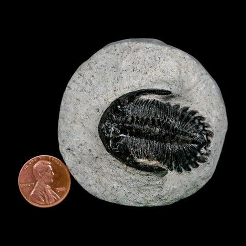 1.6" Metacanthina Issoumourensis Trilobite Fossil Devonian Age 400 Mil Yrs Old COA - Fossil Age Minerals