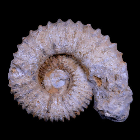 6.3" Acanthoceras Ammonite Fossil Agadir Morocco 360 Million Year Old COA